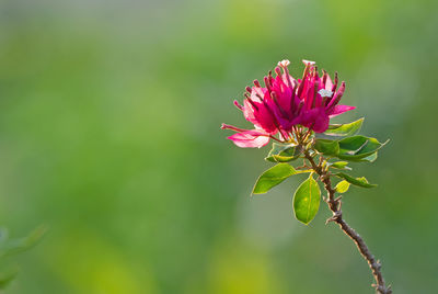 Close-up of pink flowering plant