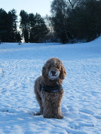 Dog sitting on snow field