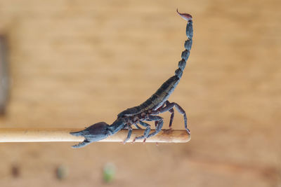 Close-up of grasshopper on wood