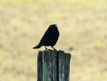 Close-up of bird perching on wooden post