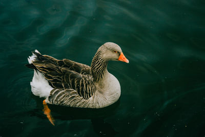 High angle view of duck swimming on lake