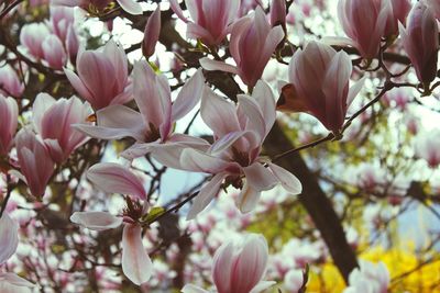 Close-up of pink flowers on tree