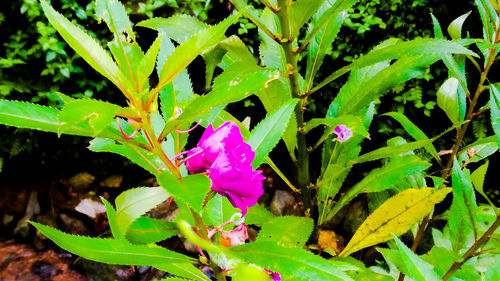 Close-up of pink flowers