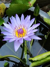 Close-up of purple water lily