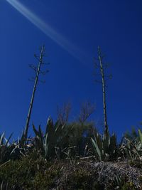 Plants against blue sky