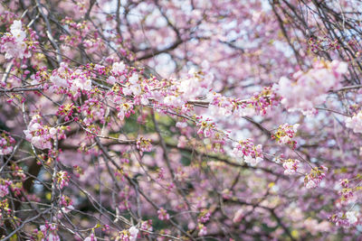 Close-up of pink cherry blossom tree