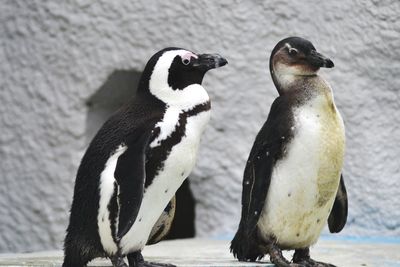 Close-up of penguin against blurred background