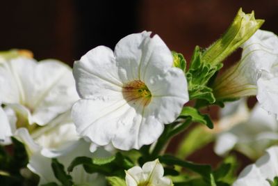 Close-up of white flowering plant