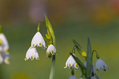 Close-up of white flowering plant