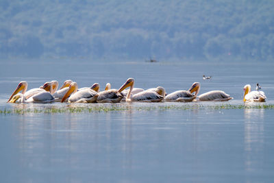 Kerkini, greece, july 12, 2021. pelican on lake kerkini. 