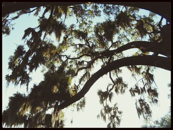 Low angle view of trees against sky