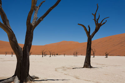 Bare tree on sand dune against clear sky