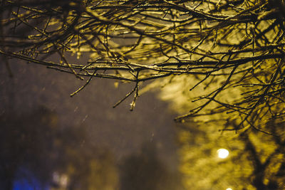 Low angle view of bare tree during winter