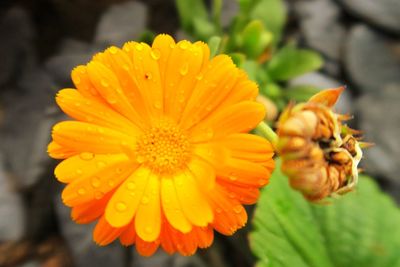 Close-up of yellow flowers blooming outdoors