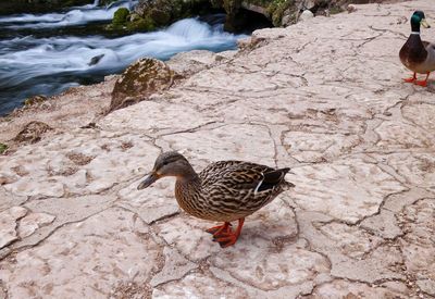 High angle view of mallard duck on rock