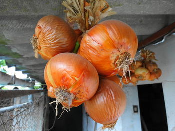 Close-up of pumpkins