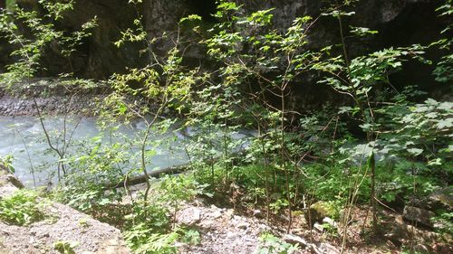 Plants growing in water