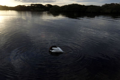 Duck swimming in a lake