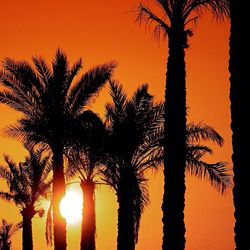 Silhouette of palm trees at sunset
