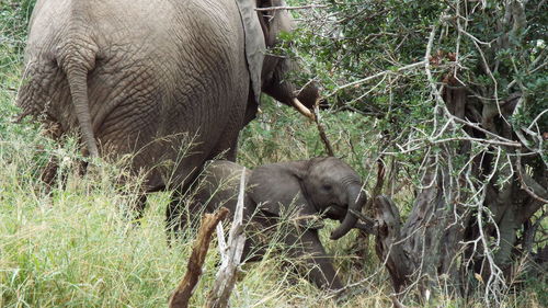 Elephant in a forest