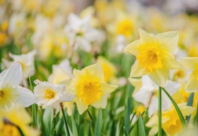 Close-up of yellow daffodil flowers