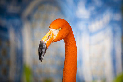 bird