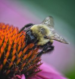 Close-up of bee pollinating on flower