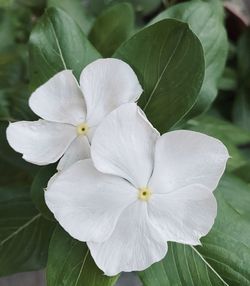 Close-up of white flowering plant