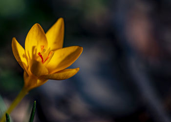 Close-up of yellow crocus flower