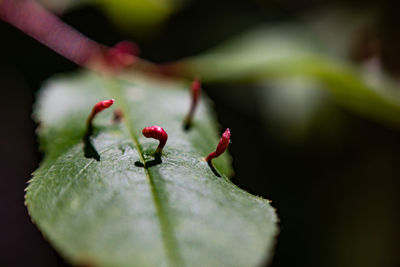 Close-up of red rose flower