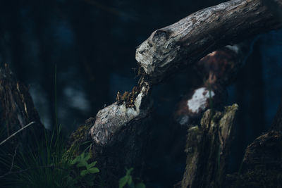 Close-up of tree felled by beaver