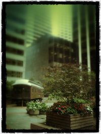 View of trees in front of building