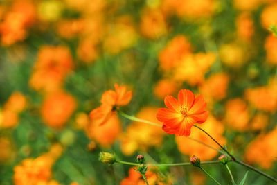 Close-up of orange flowering plants on field