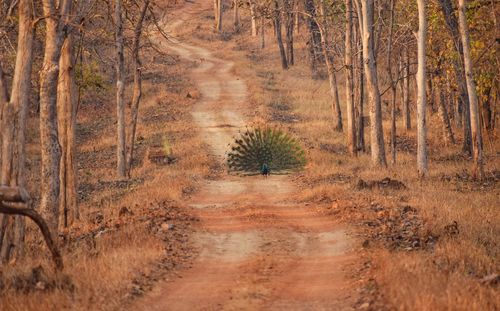 Peacock on road amidst forest