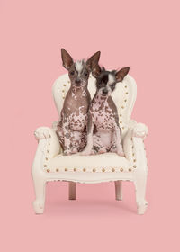 Portrait of dog sitting against pink background