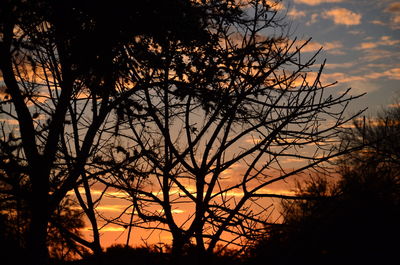 Silhouette of trees at sunset