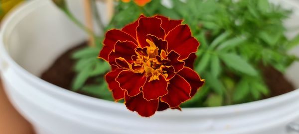 Close-up of red rose flower in pot