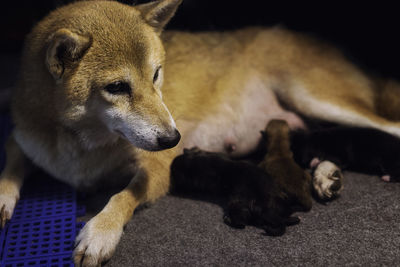 Shiba inu mother dog currently raising a new baby. japanese dog puppies and mom 