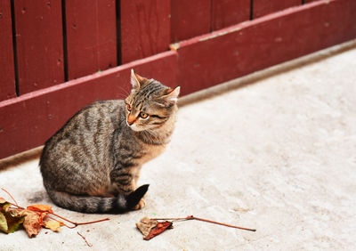 Cat outdoors