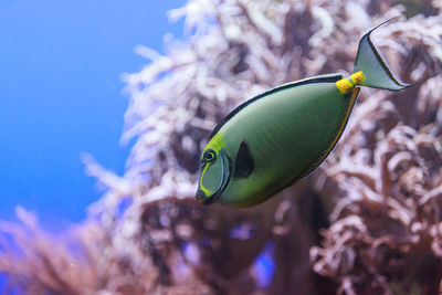 Close-up side view of naso tang fish in water