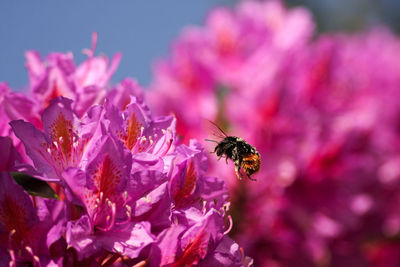 Close-up of bee pollinating on pink flower