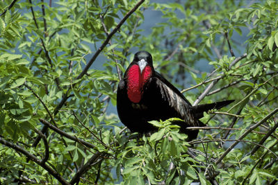 Bird perching on a tree