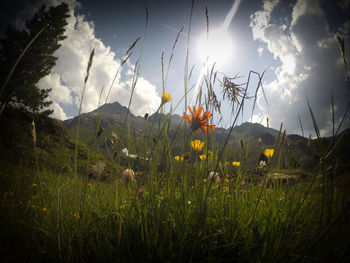 Flowers growing in field