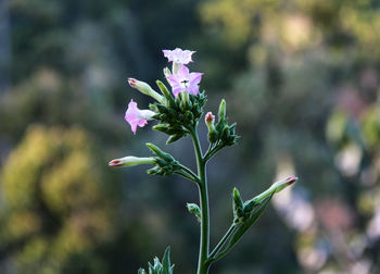 Close-up of pink flowering plant