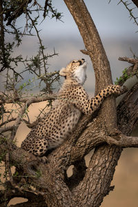 Young cheetah on tree trunk