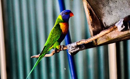 Close-up of parrot perching on tree