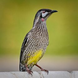 Close-up of bird perching on retaining wall