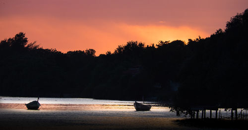 Silhouette of trees at sunset