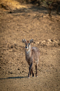 Young male common waterbuck walks on gravel