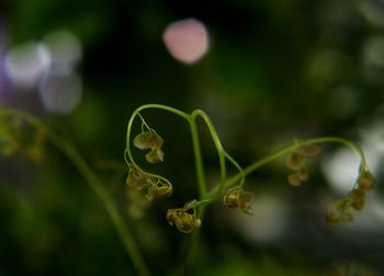 Close-up of flowering plant